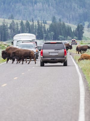 wild-buffalo-heard-walking-on-the-busy-roads-of-yellwstone